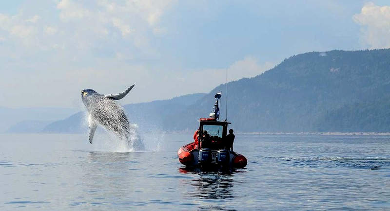 Whale in Saguenay